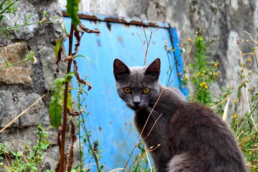 Il grigio e il celeste 