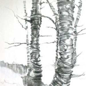 Silver birches