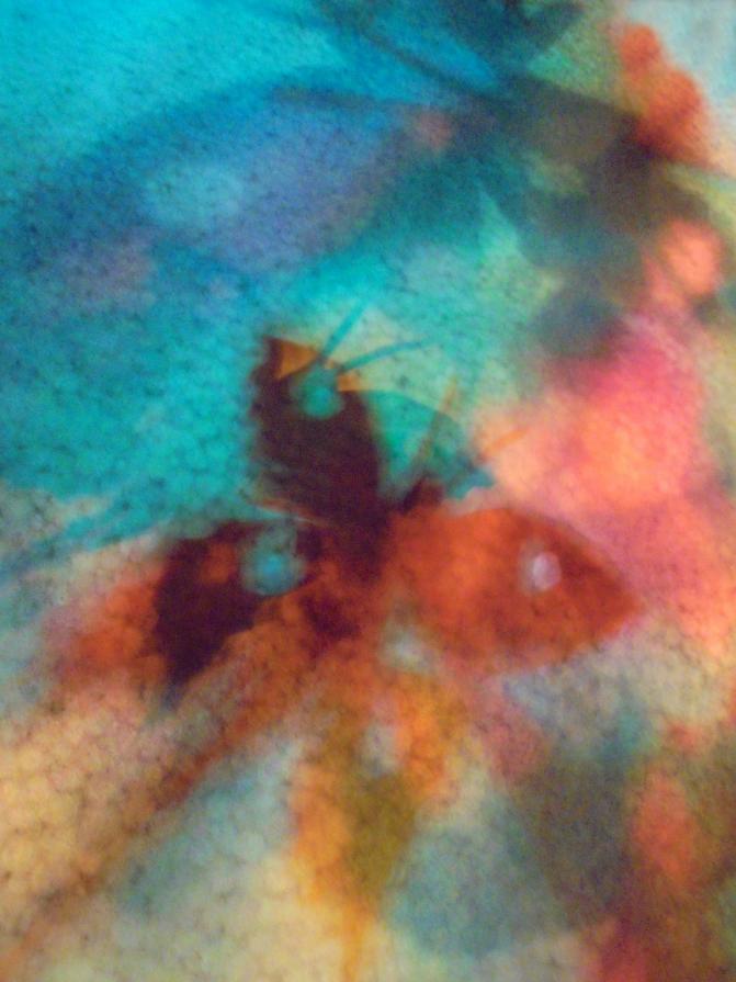 I COLORI DELLA BIODIVERSITÀ