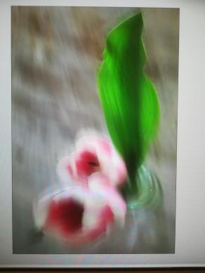 I fiori impossibili. 