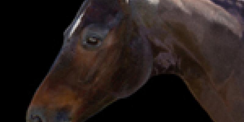 Call for Entries – 4th Annual “Animals” Online Art Competition 