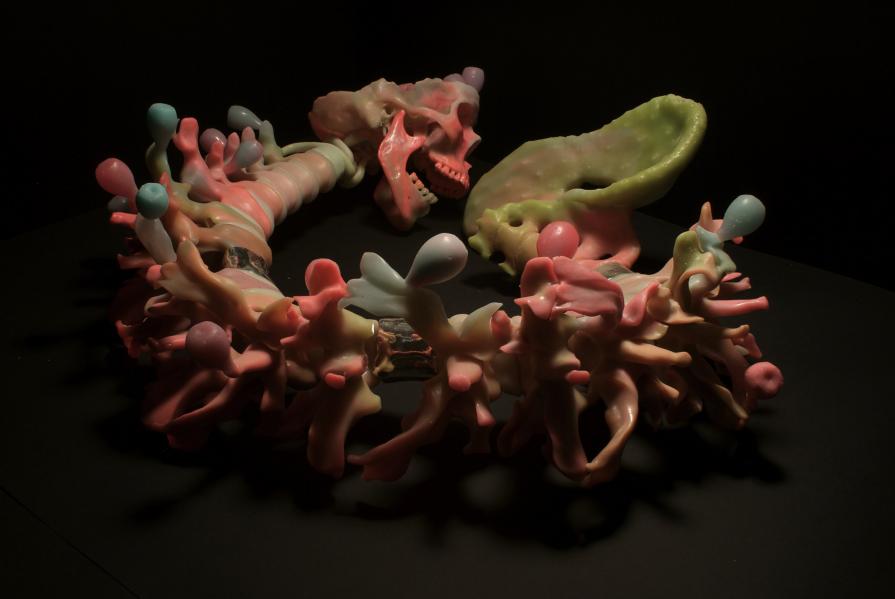 Succulente vertebralis Succulente vertebralis