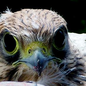 You are Not my MOM!  where is She?