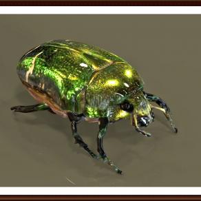 Maggiolino Cetonia aurata