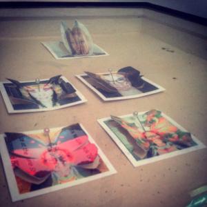 How the images look in the Butterfly display case