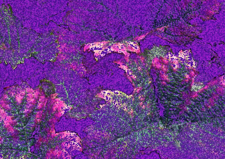 Leaves of vines I Leaves of vines I