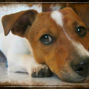 Il mio migliore amico.