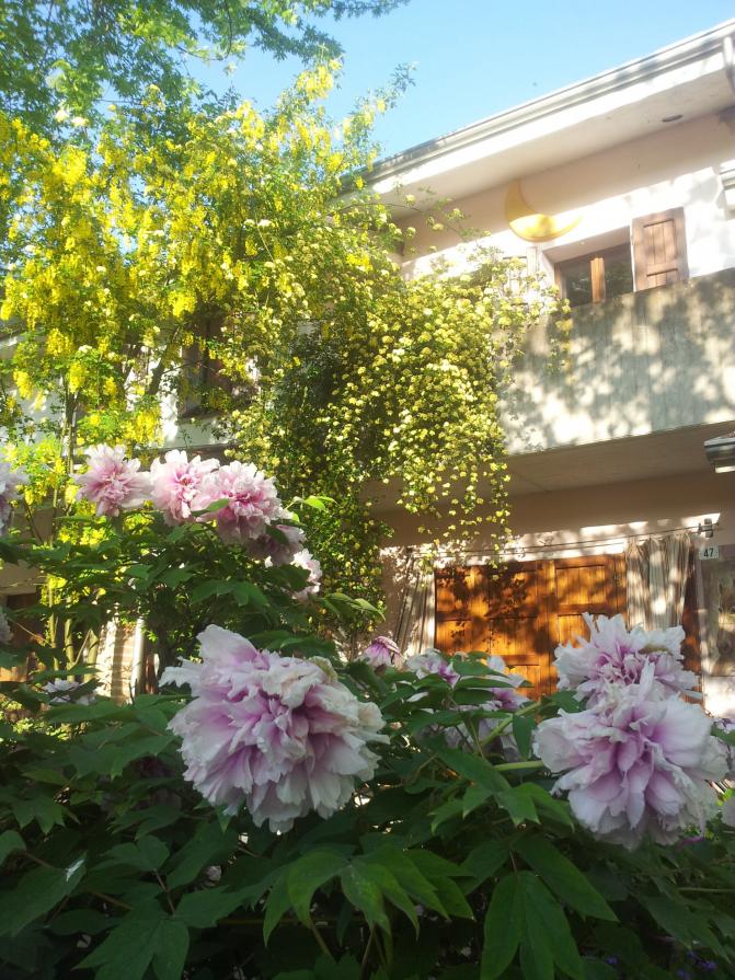alberi e fiori nei cortili , al posto delle machine (foto Giuliart)