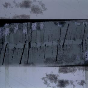 Wineyard under the snow