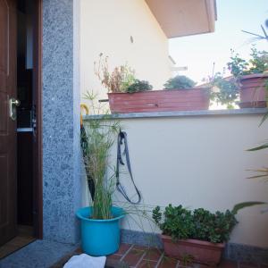 Domestic Animals: Front Terrace