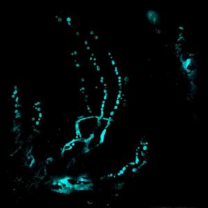 Aqua lumen crystal 30x30 anno 2020 al buio