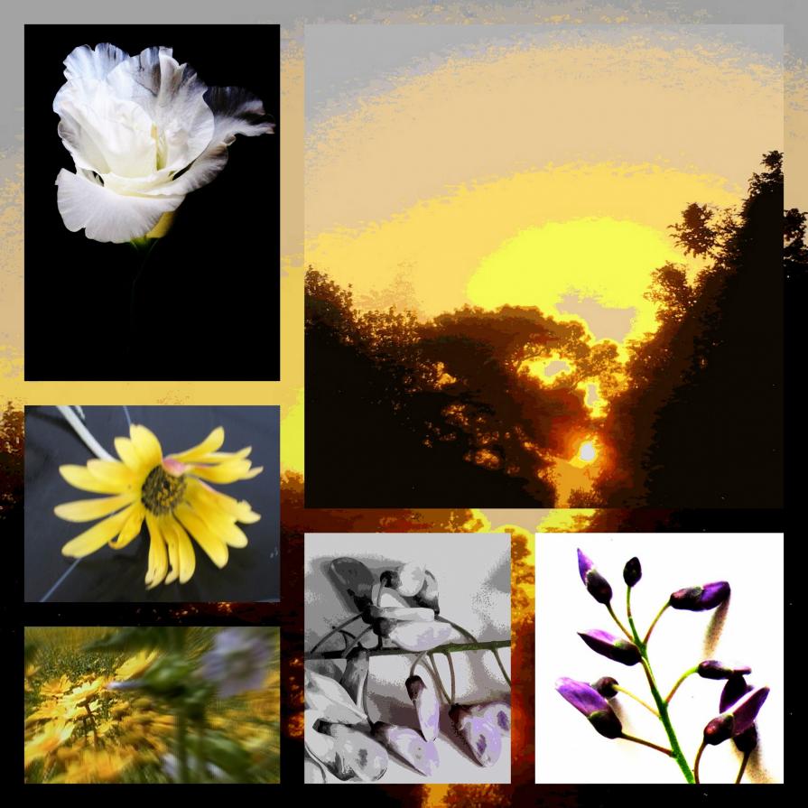 SunRiseFlowers # 3