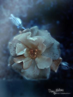 Under The Moonlight-1 (In My Strange Garden)