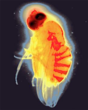  Drosophila