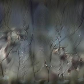 mucche al pascolo nel palazzo del governatore a Parma.