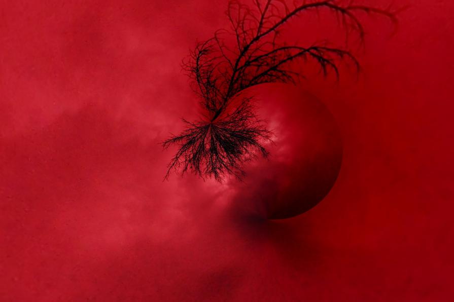 Nel viluppo della regina 