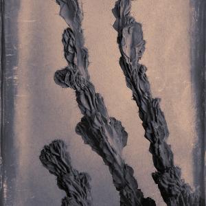 My Zoo - Cereus Peruvianus