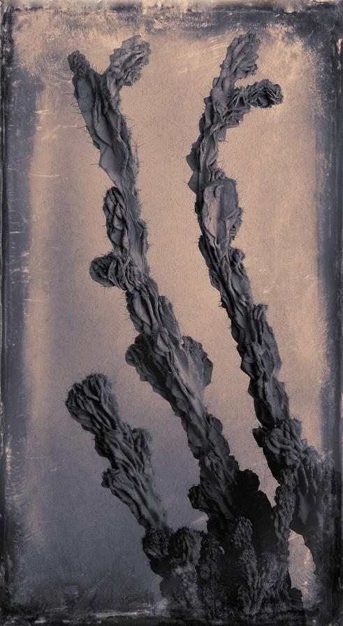 My Zoo - Cereus Peruvianus