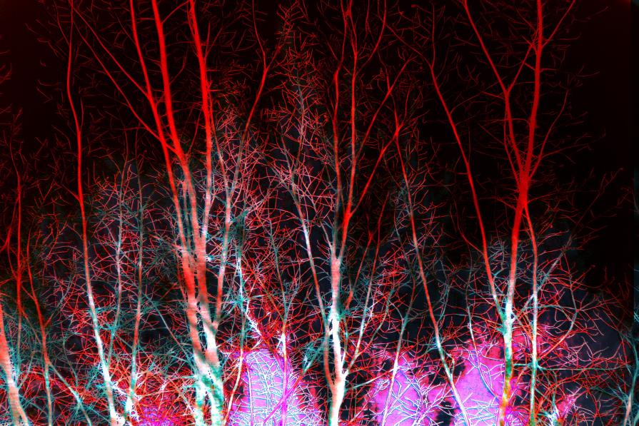 La foresta dei sogni   ( The forest of dreams )