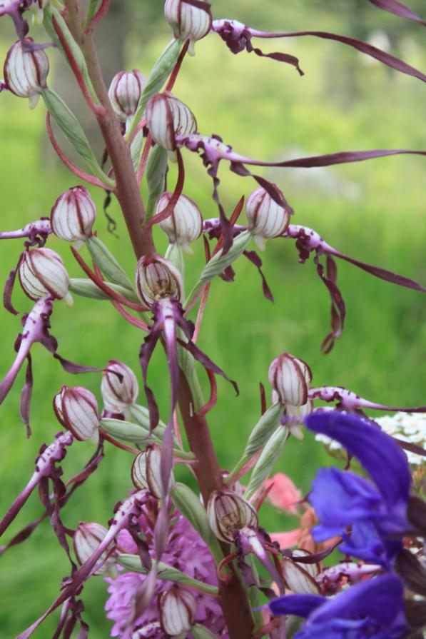 ORCHIDEA SELVATICA ORCHIDEA SELVATICA