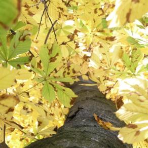 Invito alla sorpresa