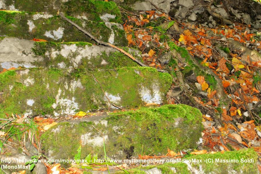 Scale del bosco - Scale of the forest Scale del bosco - Scale of the forest