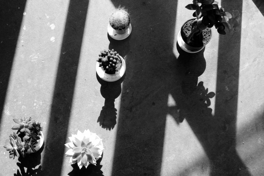 Plants with sunlight and shadow.