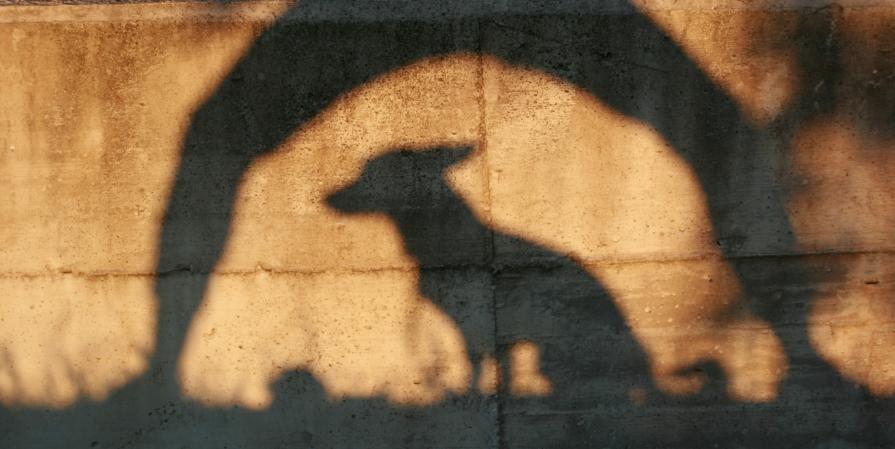 "Yoda&I, shadows"
