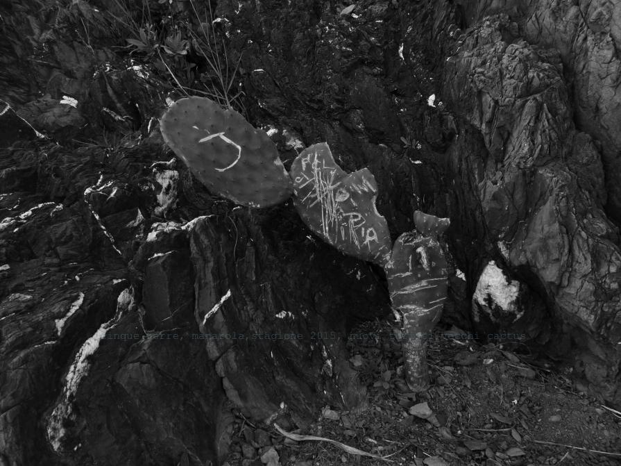 Nuovi turisti,vecchi cactus