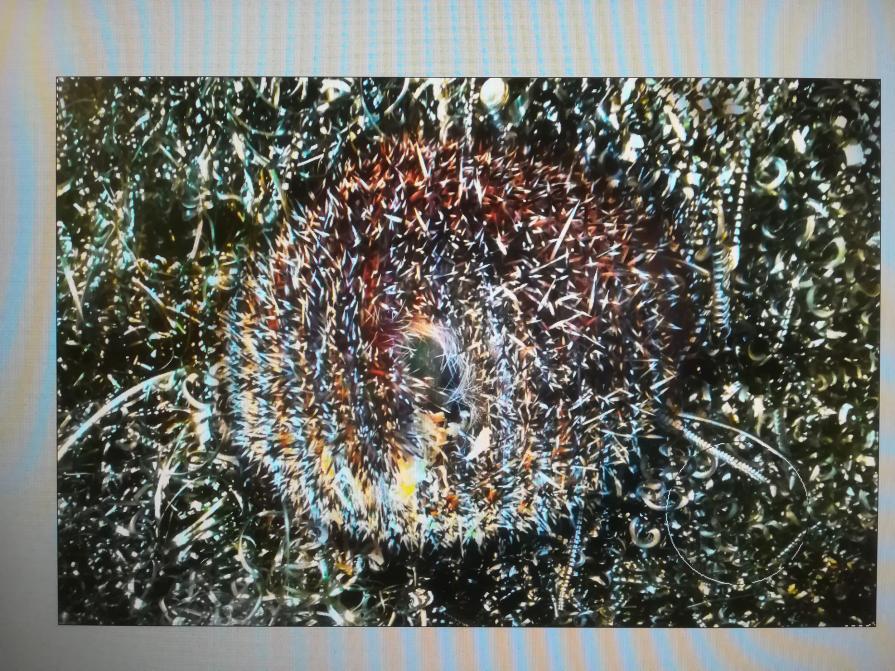 Mimi la metallurgica. Ogni riccio un capriccio. 