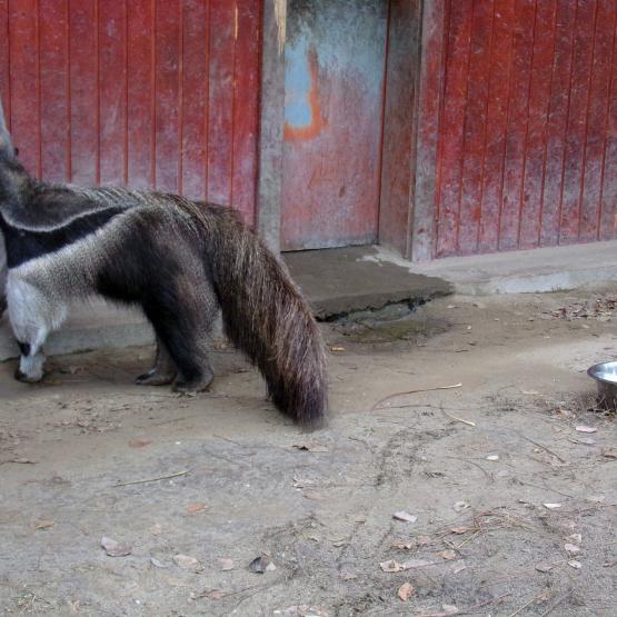 Attapirato Attapirato