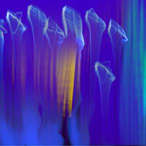 Gathering Before the Veil