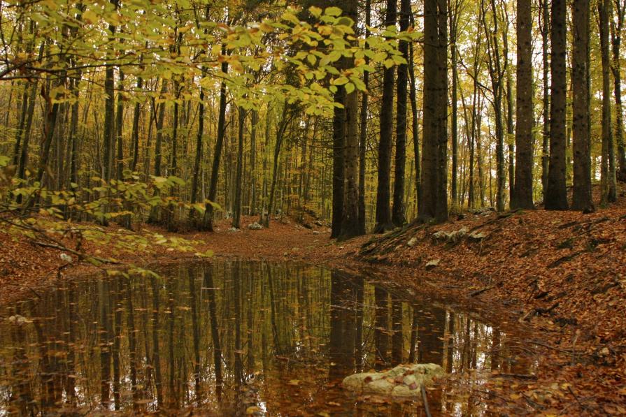 La foresta del Carso