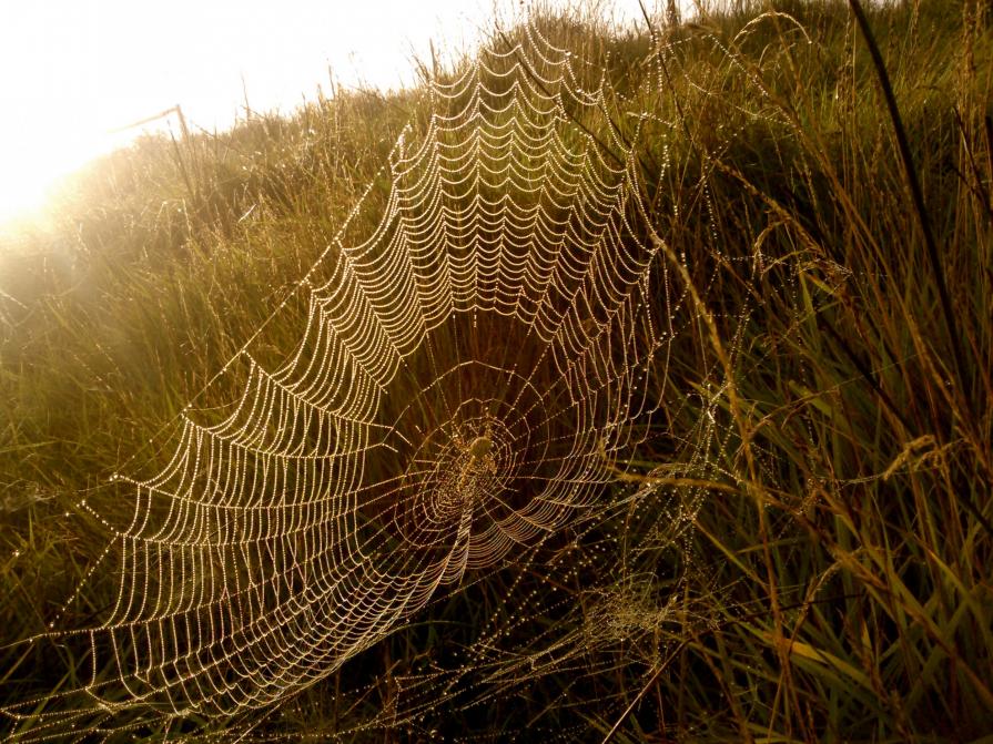 Spider web