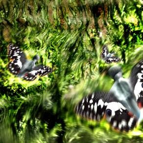 gita a Ballone ieri,tre uomini farfalla al Bar Moretta....