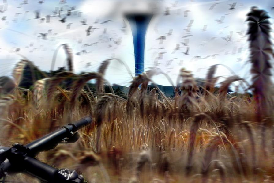 laudato sia mia signore,nasce accanto a me , vicino al inceneritore il grano,geneticamente mutato..