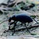 Carabus violaceus