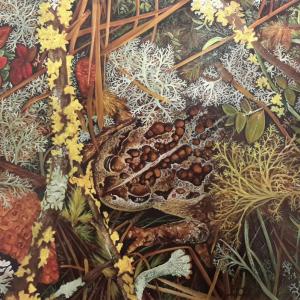 Mimesis rospo del nord