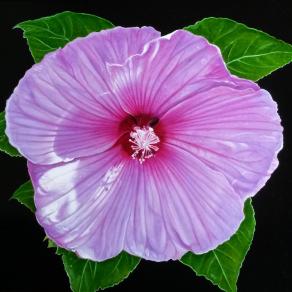 "LILAC HIBISCUS"
