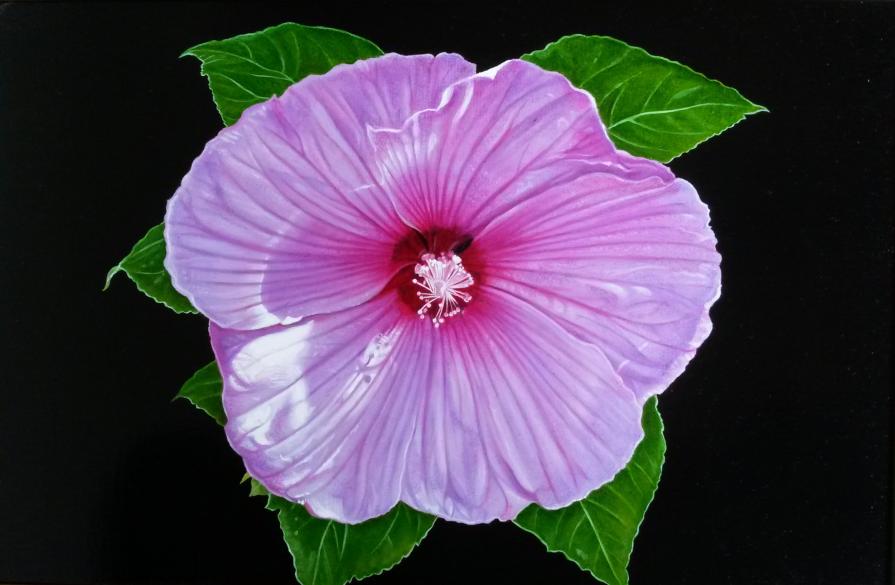 "LILAC HIBISCUS"