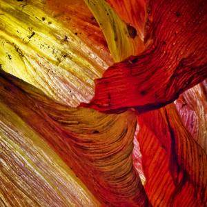 Bloom - A Winter Garden