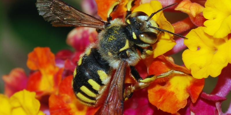 Color provokes a psychic vibration