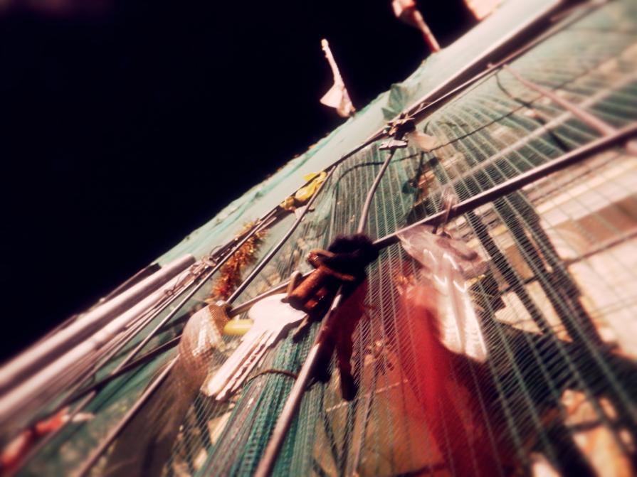 "Tota pulchra es Maria"