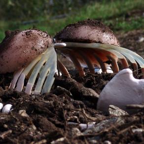 Raccolta differenziata