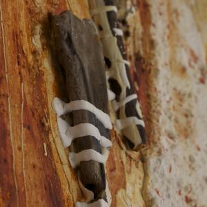 particolare ---DICIASETTE 18 SCIROCCO 115X115