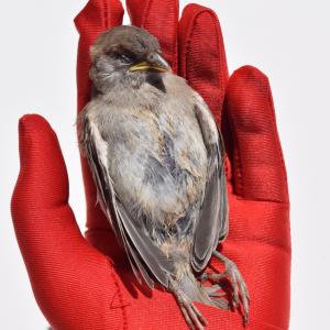 Passer hispaniolensis 4