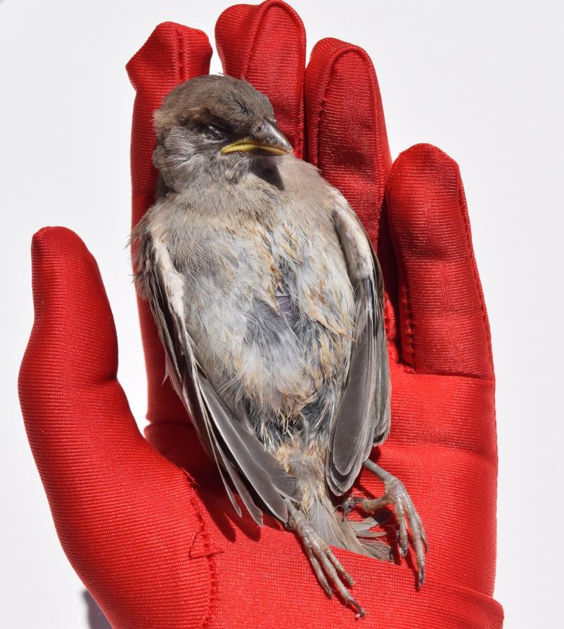 Passer hispaniolensis 4