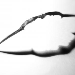 Nutcracker Nutcracker