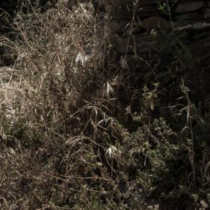 #10 Unfinished Dreams #10 Unfinished Dreams