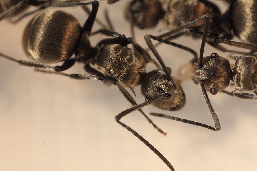 Ant is artist/Whispering Ant is artist/Whispering